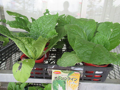 20201005白菜オレンジクイン苗.jpg