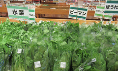 20201012水菜ほうれん草.jpg