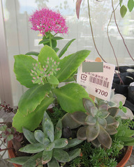 20201014多肉植物.jpg