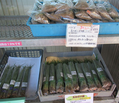 20201025玉ねぎの苗.jpg