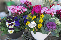 20201112寄せ植え.jpg