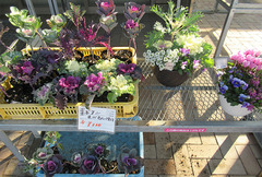 20201116葉ボタン.jpg
