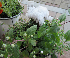 20201205白シクラメン.jpg