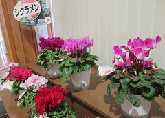 20201205鉢シクラメン.jpg