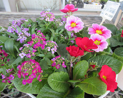 20201210プリムラジュリアン 寄せ植え.jpg