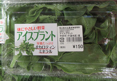 20201219アイスプラント2.jpg