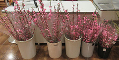 20210315桃花.jpg