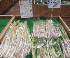 20210324うど.jpg