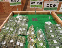 20210331こごみ他.jpg