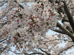 20210331桜.jpg