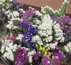 20210505切り花スターチス.jpg