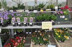 20210505花苗色々.jpg
