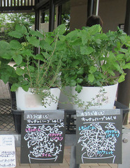 20210620多肉植物たち.jpg