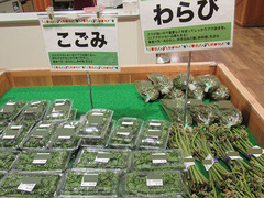 こごみ20200422.jpg