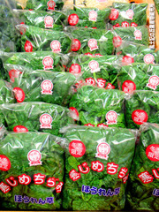 ちぢみほうれん草1216.jpg
