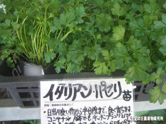 イタリアンパセリ0407.jpg