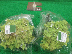 カリフラワー ダヴィンチ20200525.jpg