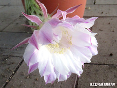 サボテン花0925.jpg