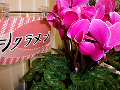 シクラメン2.jpg