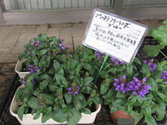 プルネラフリーランダー20200504.jpg