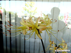 リコリス0925.jpg