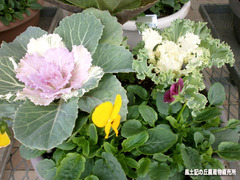 寄せ植え.jpg