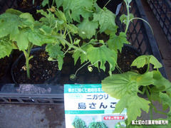島サンゴ0508.jpg