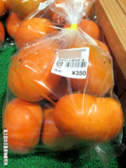 松本早生1010.jpg