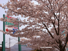 桜.jpg