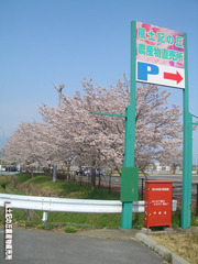 桜04072.jpg