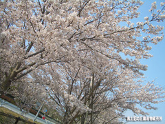 桜04073.jpg