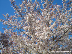 桜04112.jpg