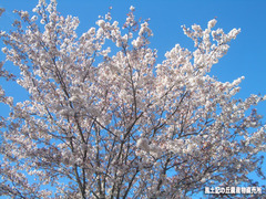 桜04113.jpg