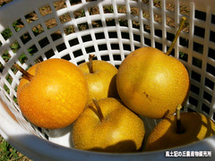 梨狩り3.jpg