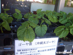 沖縄太ゴーヤ0508.jpg