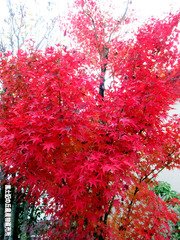 紅葉1128.jpg