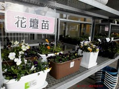 花壇苗.jpg