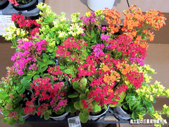 花苗0209.jpg