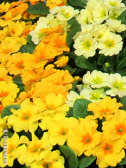 花苗プレゼント黄0217.jpg