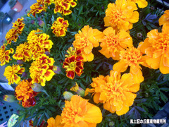 花苗20318.jpg
