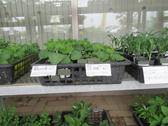 苗20200508.jpg