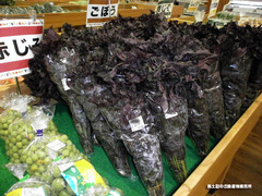 赤紫蘇.jpg