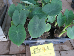 里芋の苗20200525.jpg